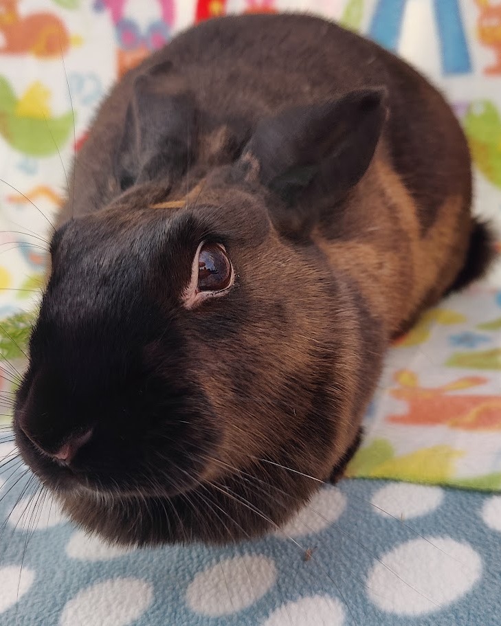 East Bay Rabbit Rescue | Livermore CA