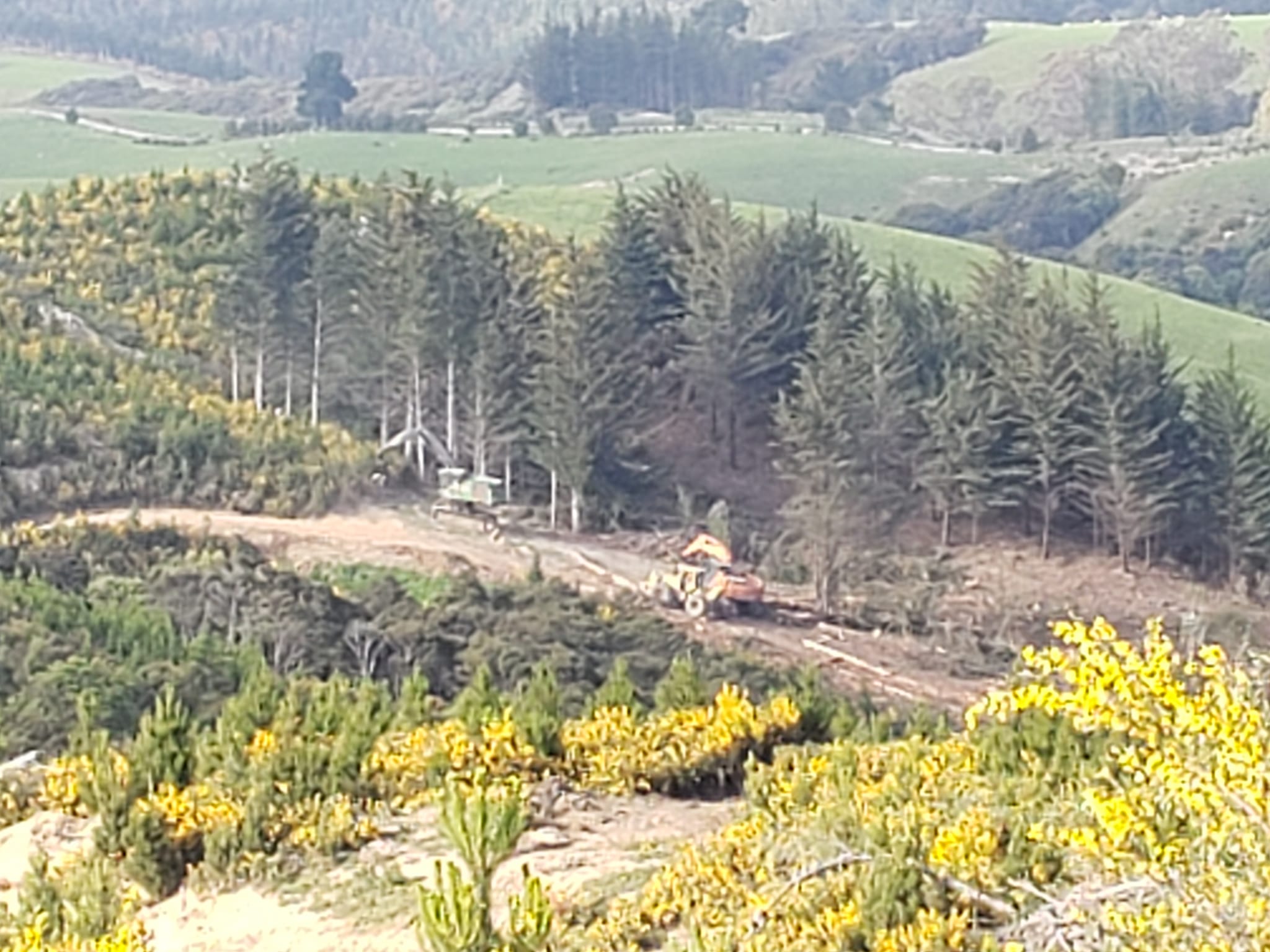 DC Logging Ltd | Dunedin