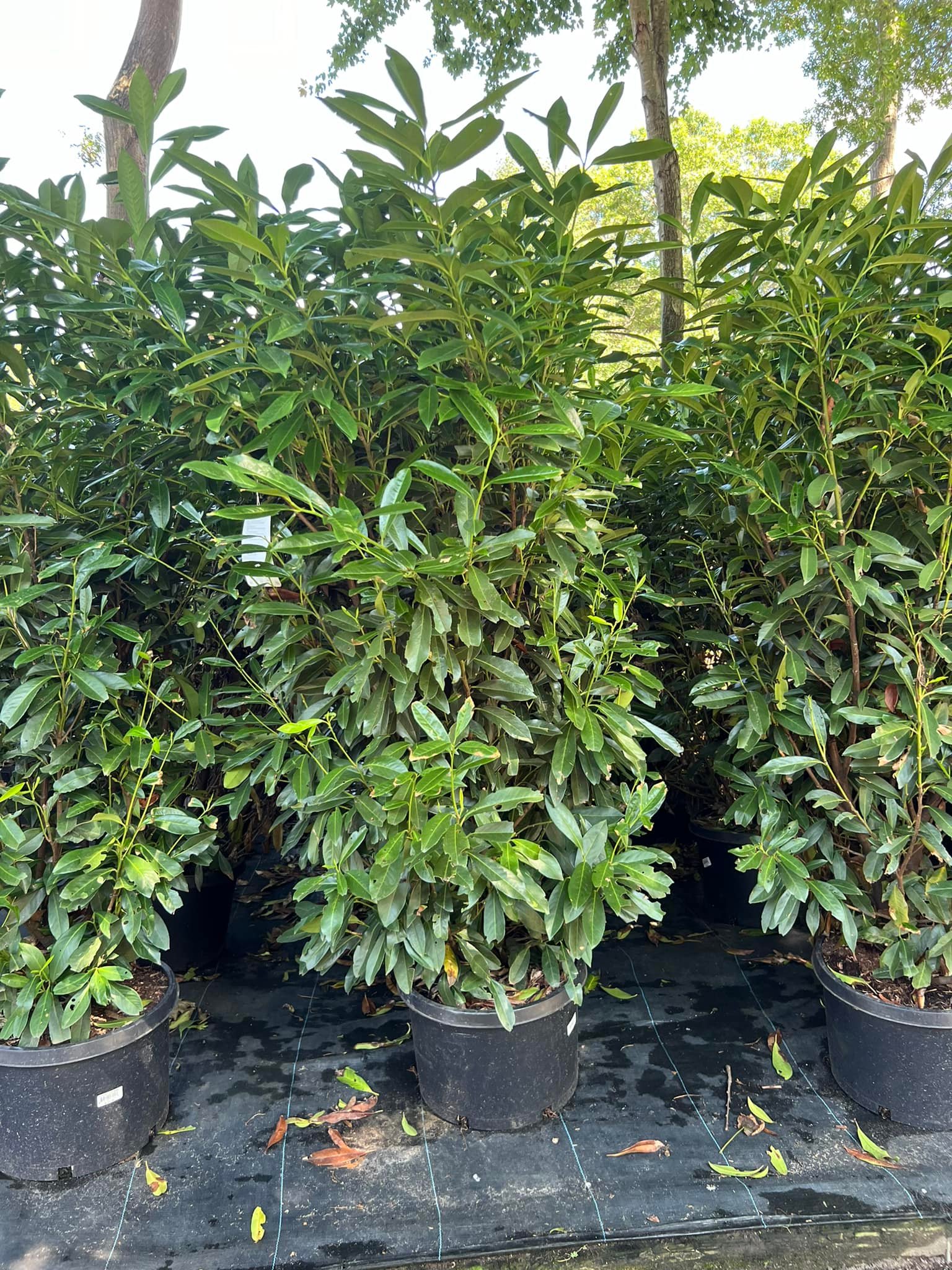 Bloomin Haus Nursery | Holtsville NY