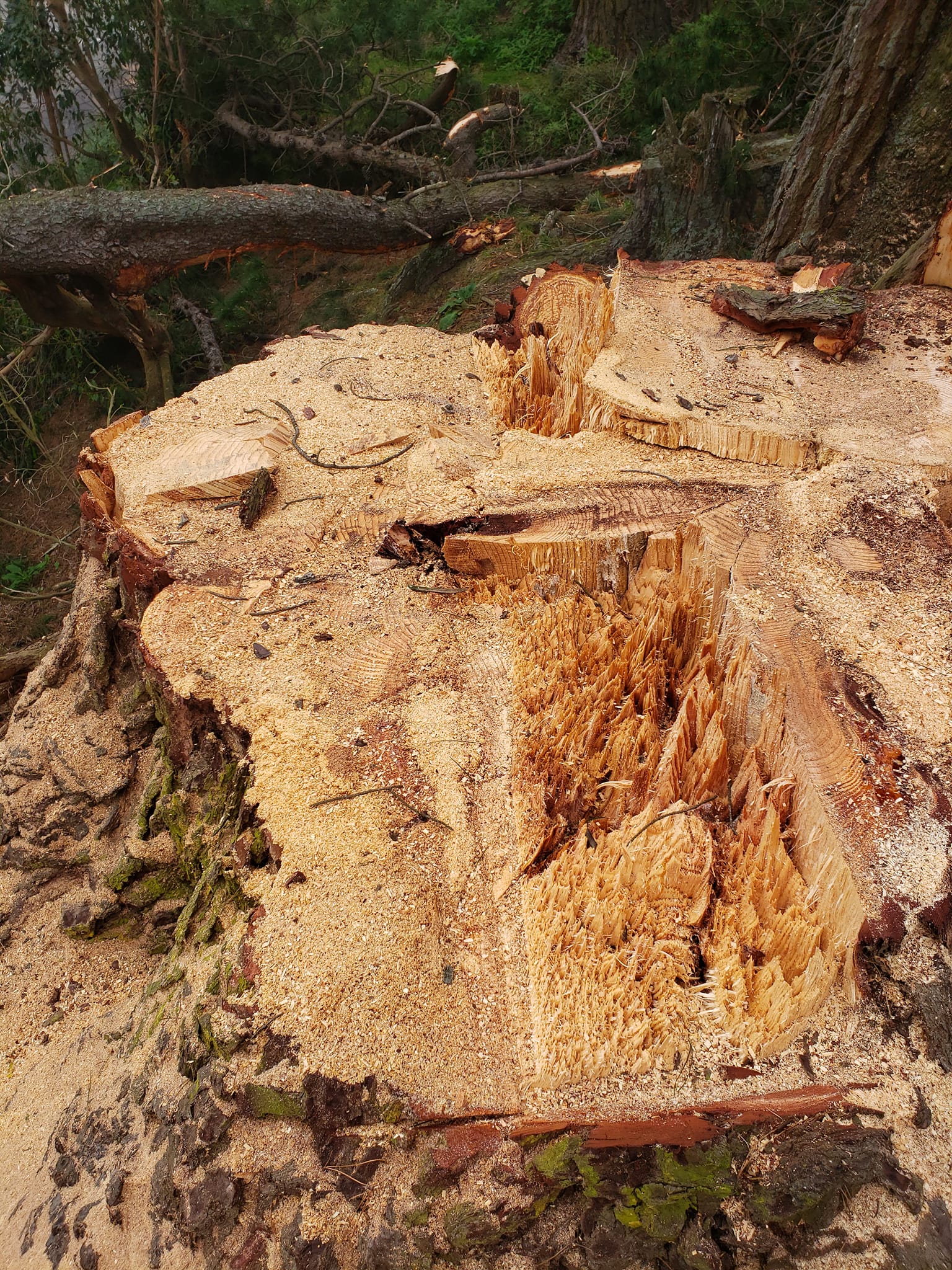 DC Logging Ltd | Dunedin
