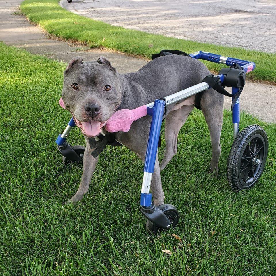 🎉 Meet Confetti! 🎉 This happy girl... - It's a Pittie Rescue