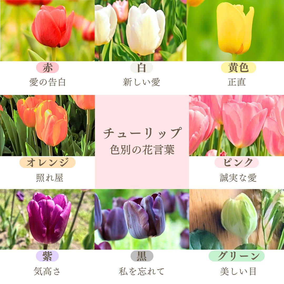 チューリップ 花 言葉 色