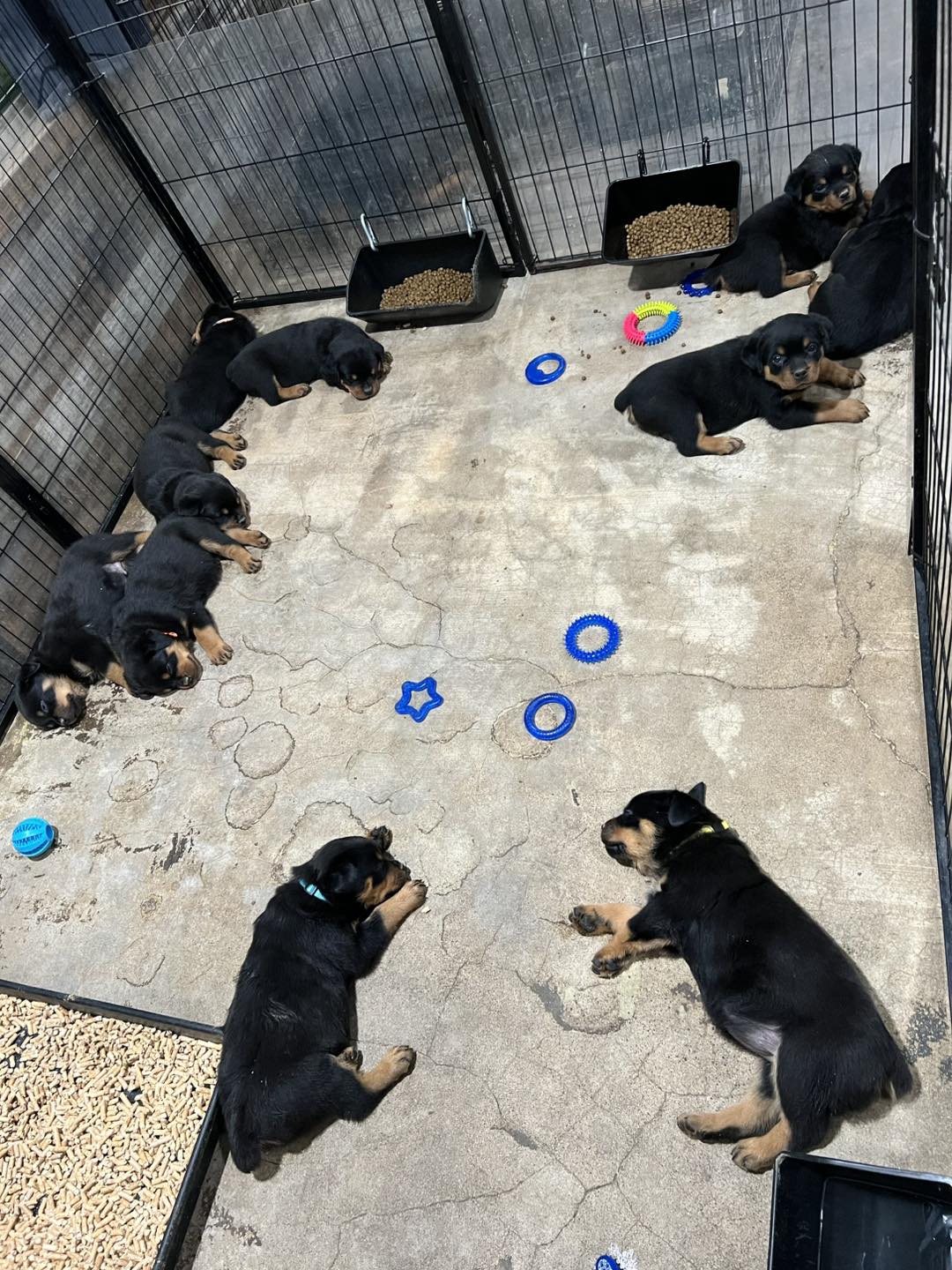 HB Rottweilers | Desert Hills AZ