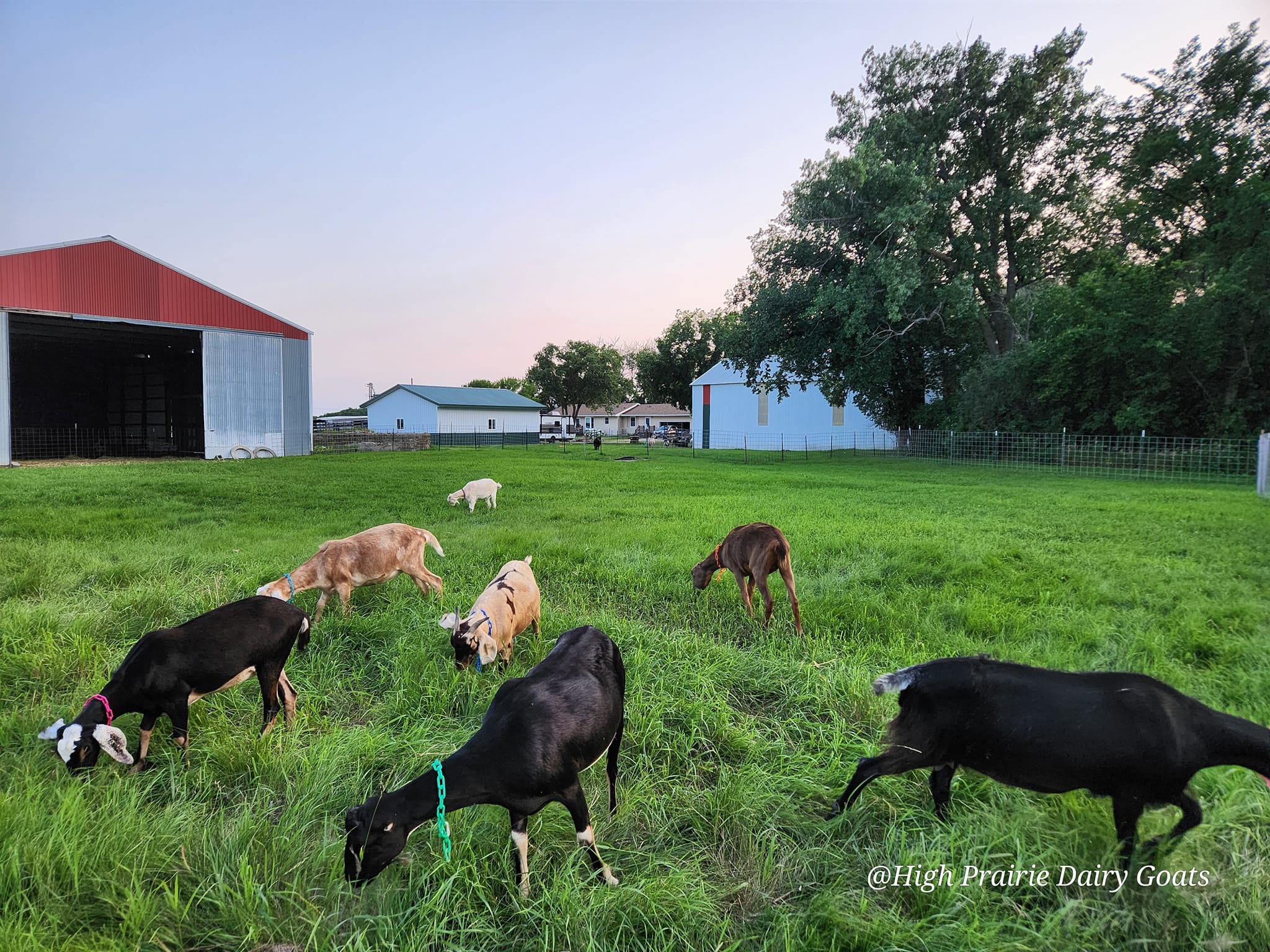 High Prairie Dairy Goats and Farmstead | Kent MN