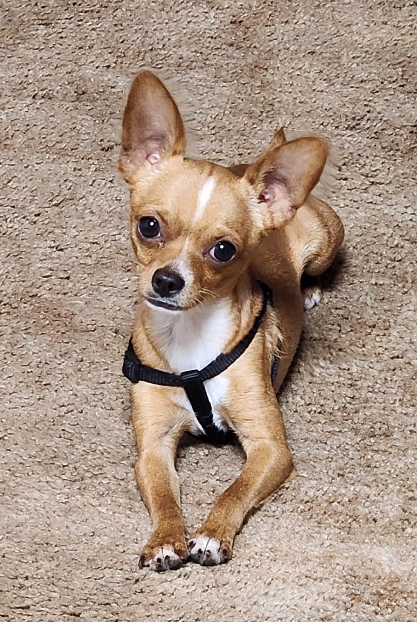 Bark Doctor Mini Anti-Bark Collar For XXS Dogs – Perfect For Chihuahuas (Model BD656v)