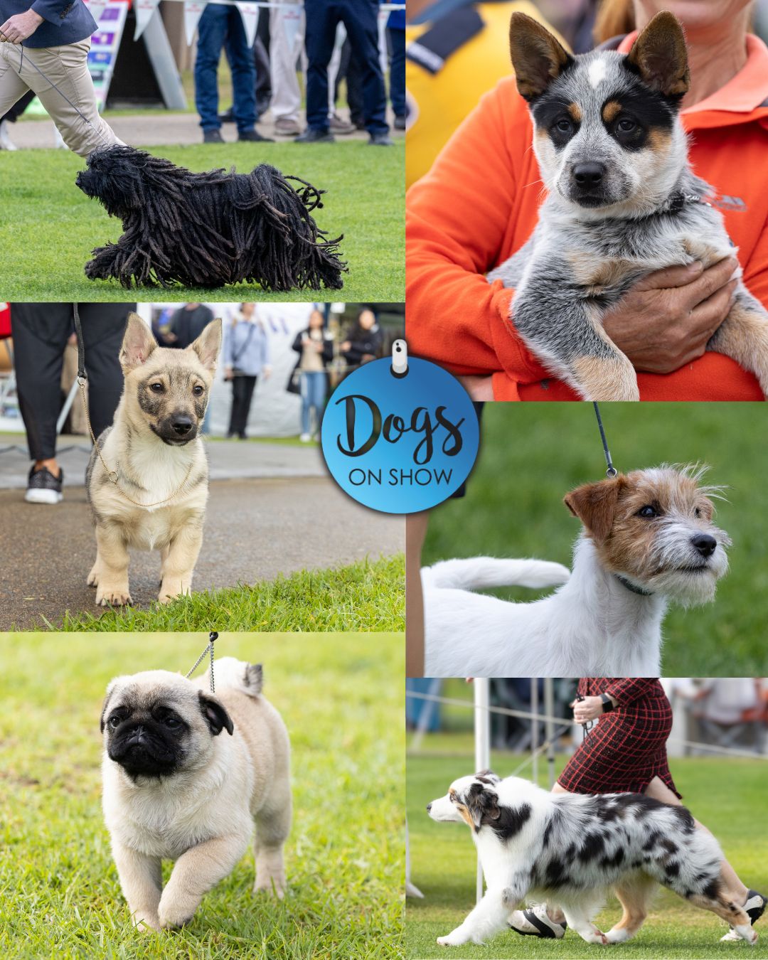 DOGS NSW - Get ready for an exciting day at Dogs on Show... | Facebook