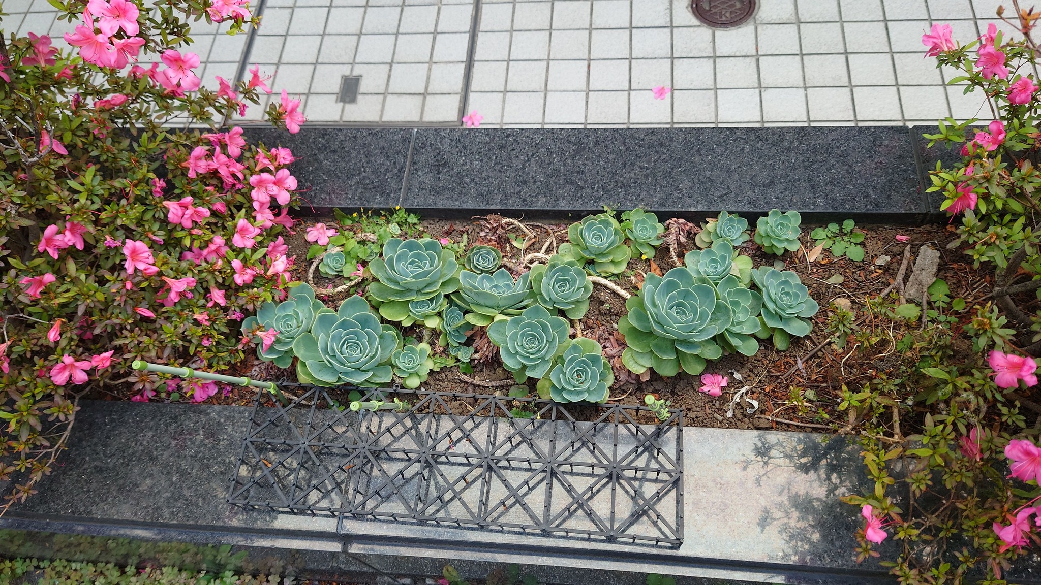 近所のビル裏に置かれるサツキの植込みの間で嬉々としている七福神