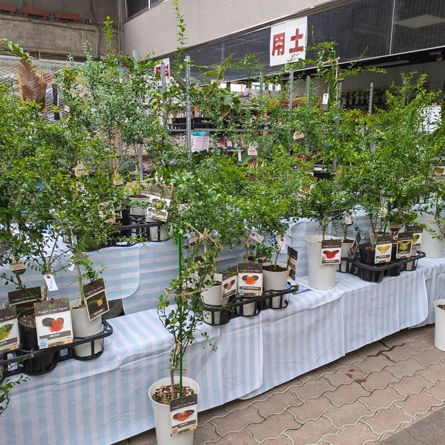 赤塚 植物園 ffc パビリオン
