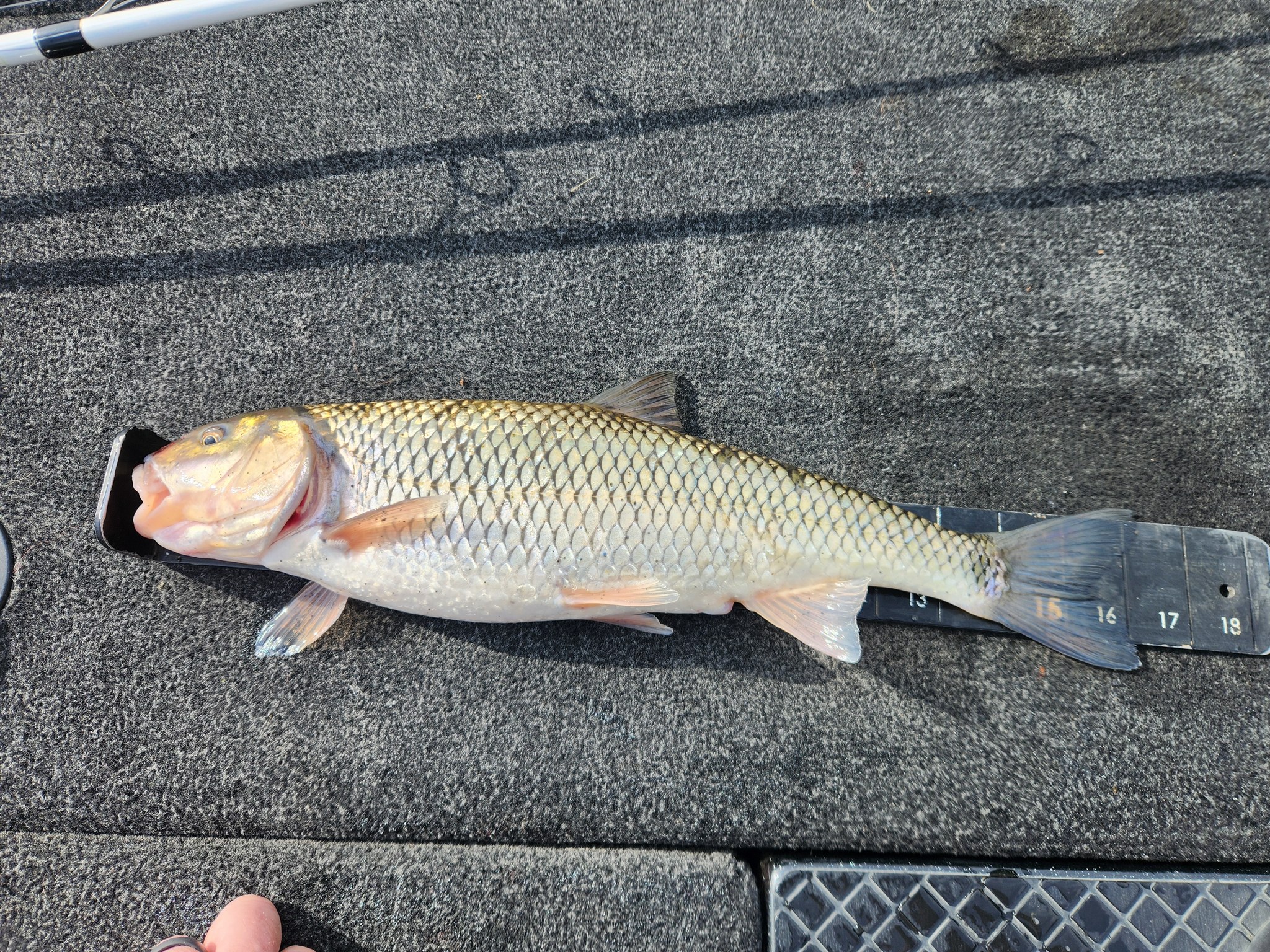 Fishing Sayers Lake Bald Eagle State Park Pennsylvania | I wasn't ...