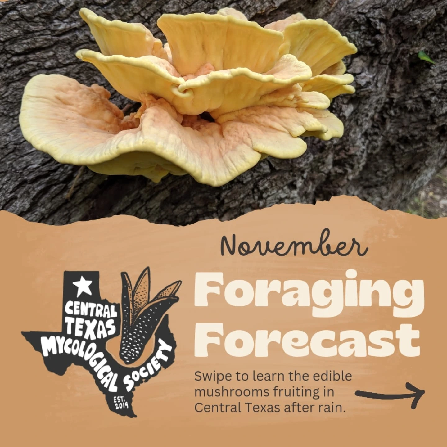 🌿🍄 November Foraging... - Central Texas Mycological Society