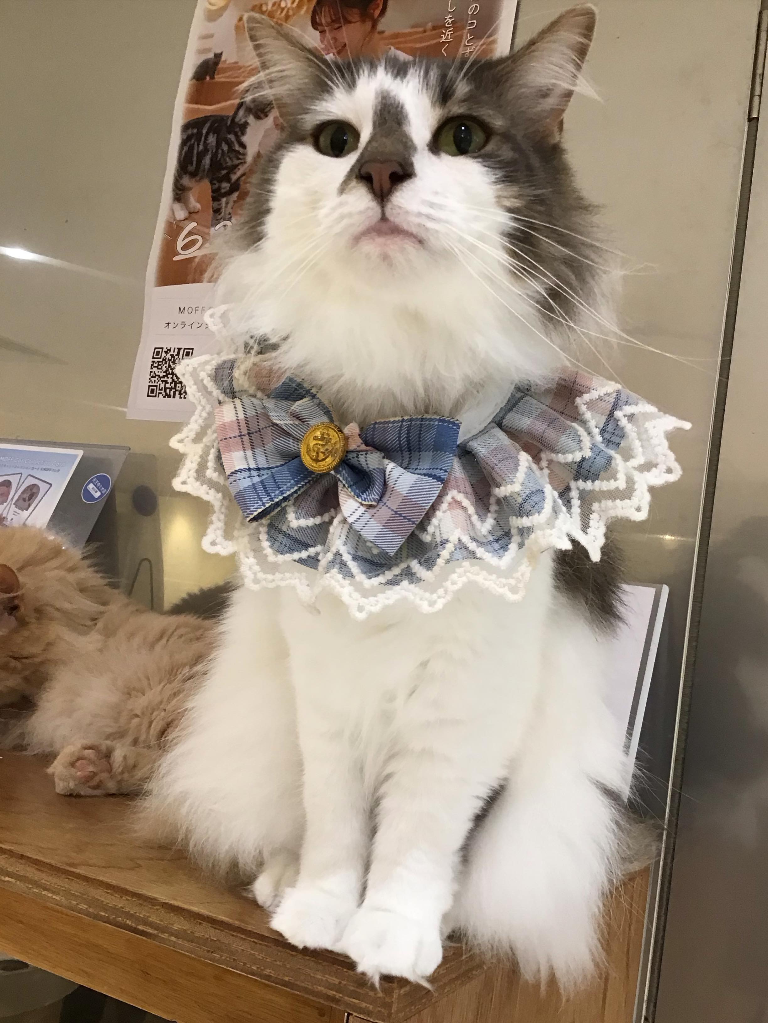 Cat Café MOFF 天王寺ミオ店 (@moff.mio.tennoji) • Facebook