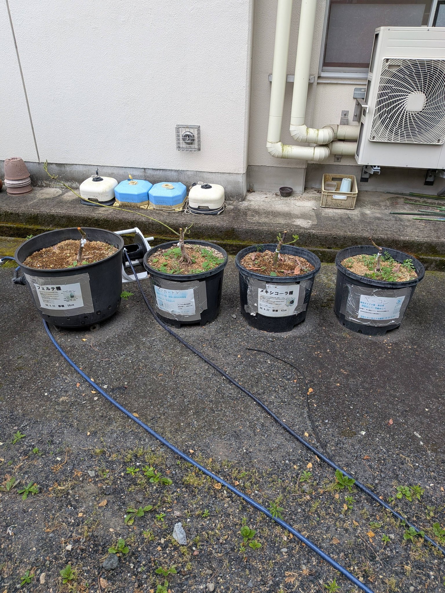 デューク7の挿し木苗木です。 和歌山県です。