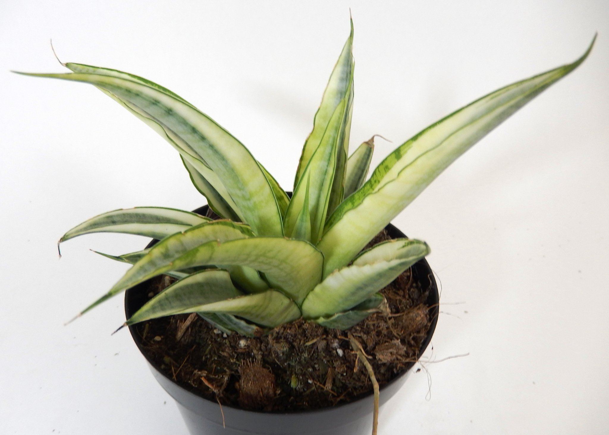 Sansevieria mafinga 'km.10 white variegated'