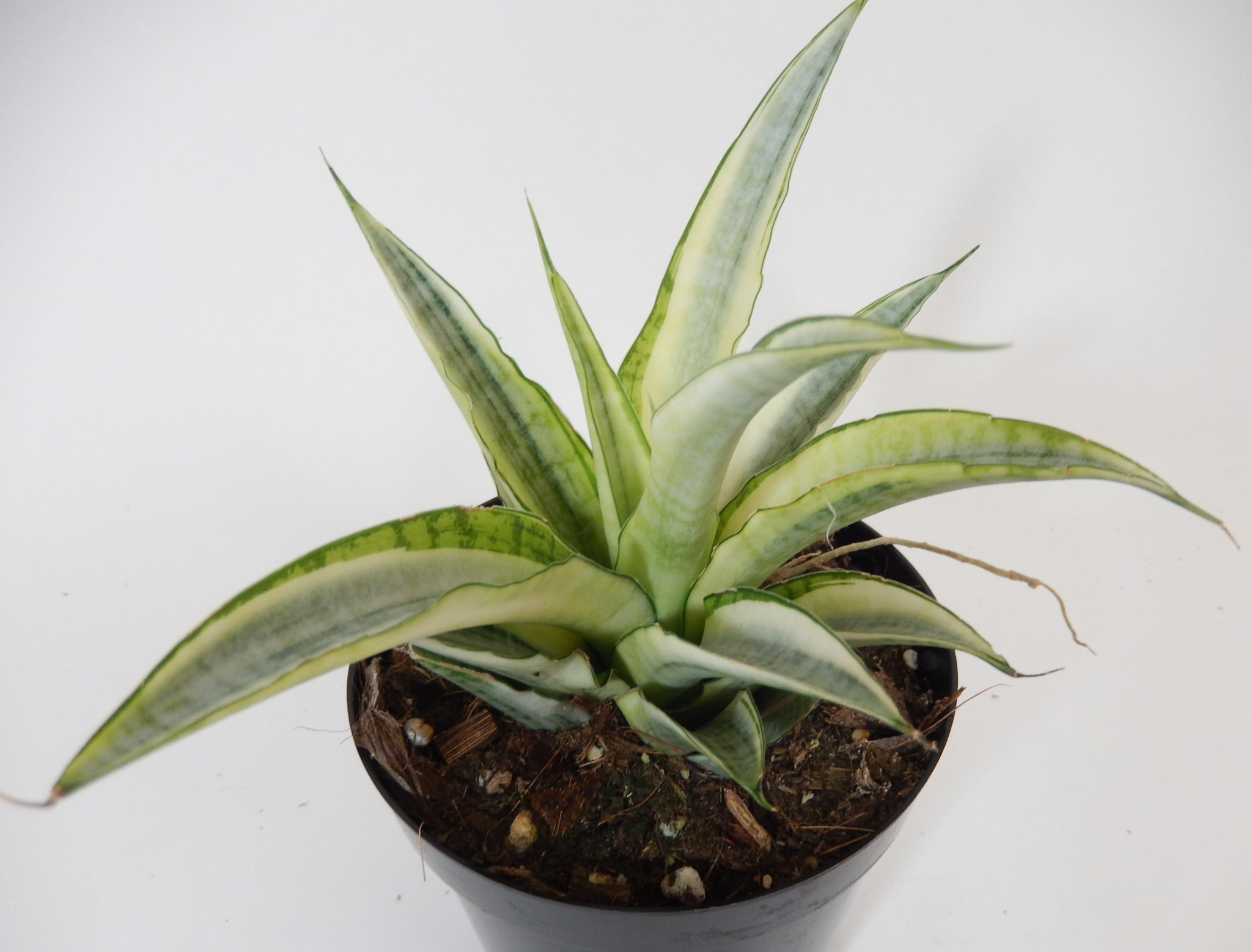 Sansevieria Mafinga ES849 white var plant