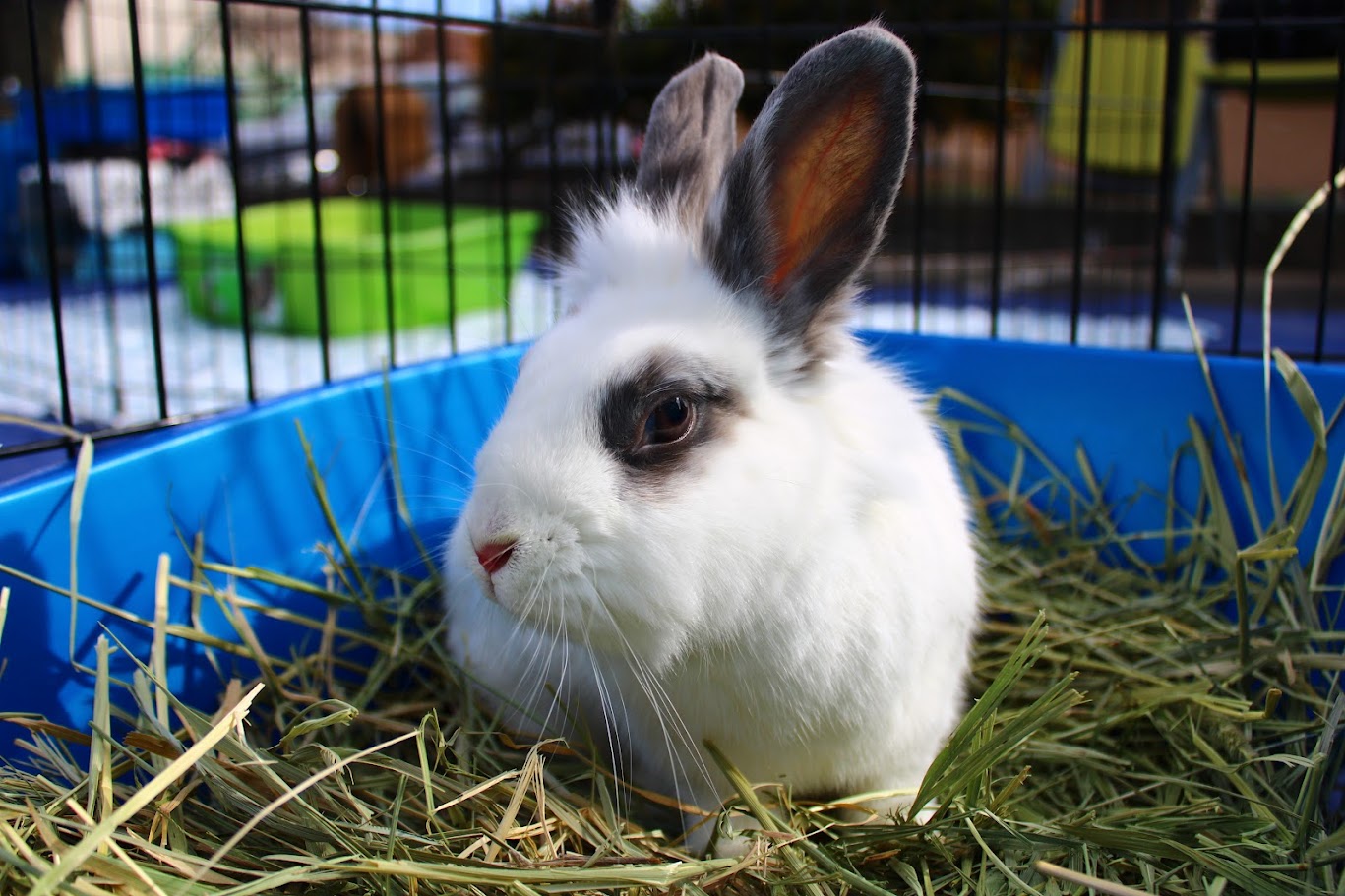 East Bay Rabbit Rescue | Livermore CA