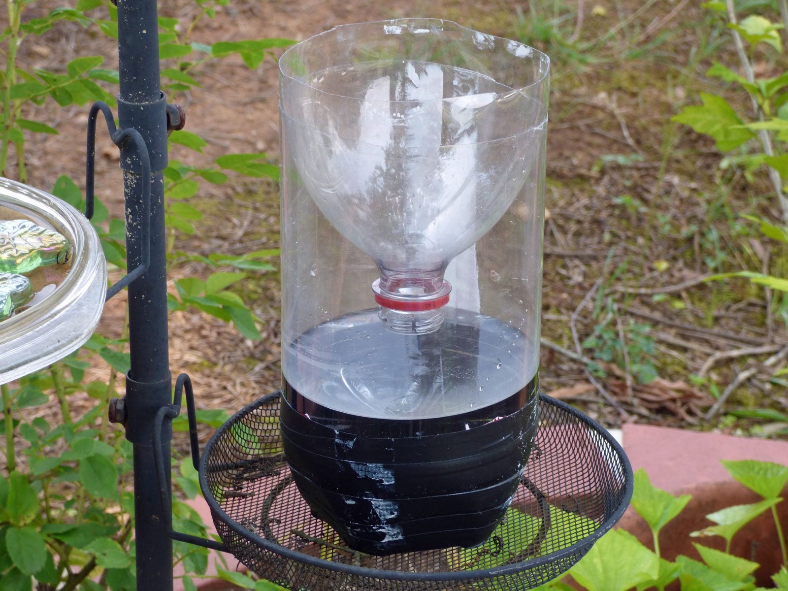 Diy Wasp Trap Water Bottle 6826