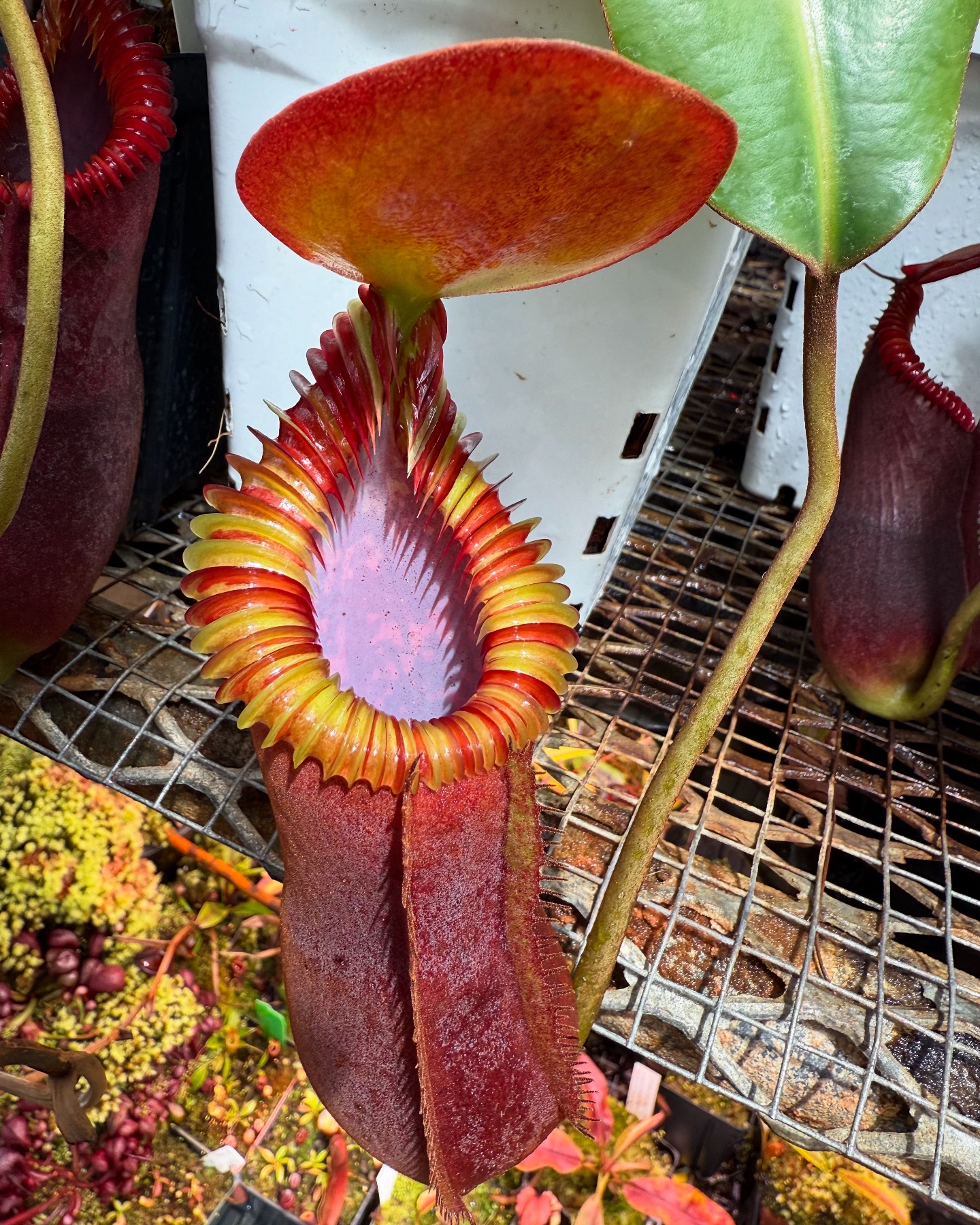 Nepenthes Kraken from @ednc_plants N. TM x edwardsiana
