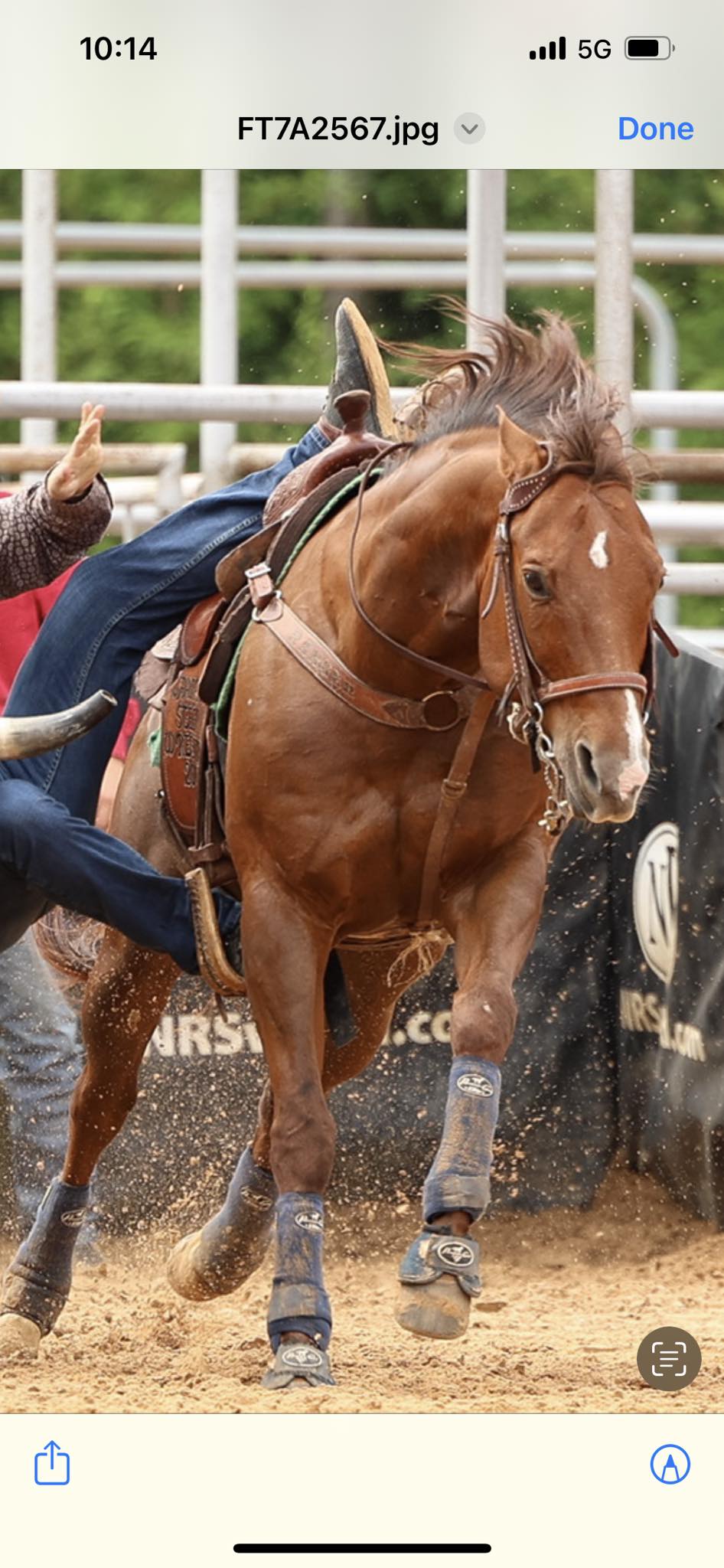 Naples Rodeo Club