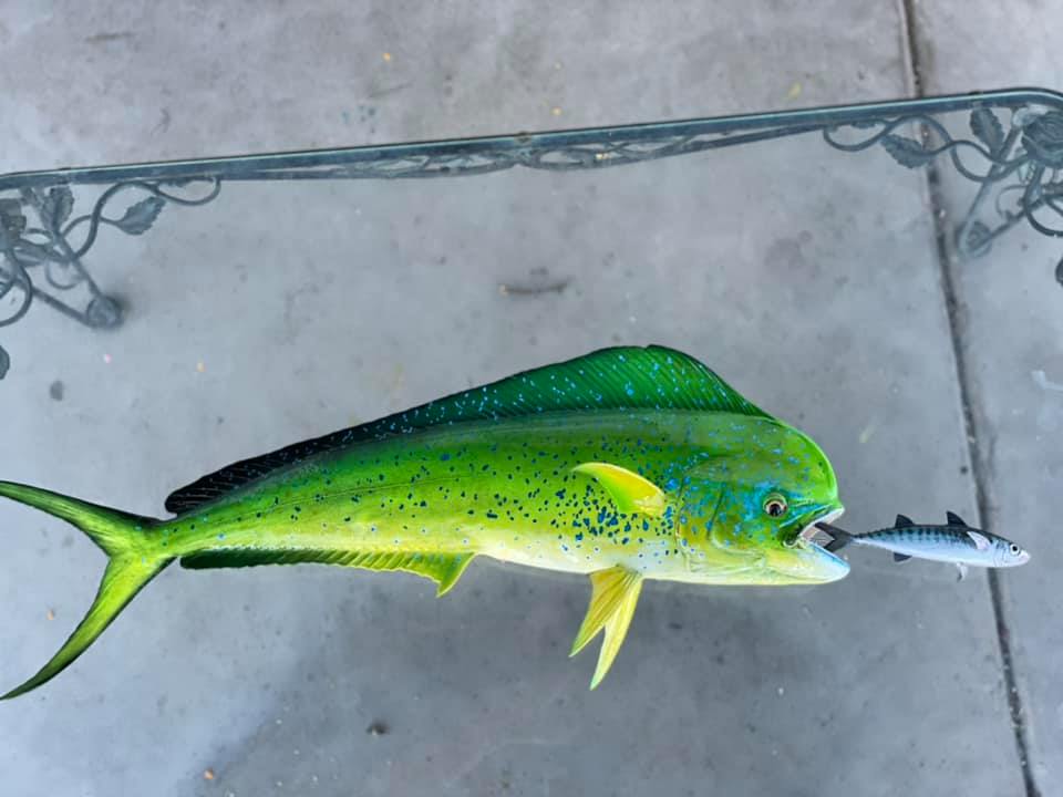 dorado fish going after lure Tunastick mud flap style teasers work well and have been a timeless Fiberglass resin dorado fish taxidermy