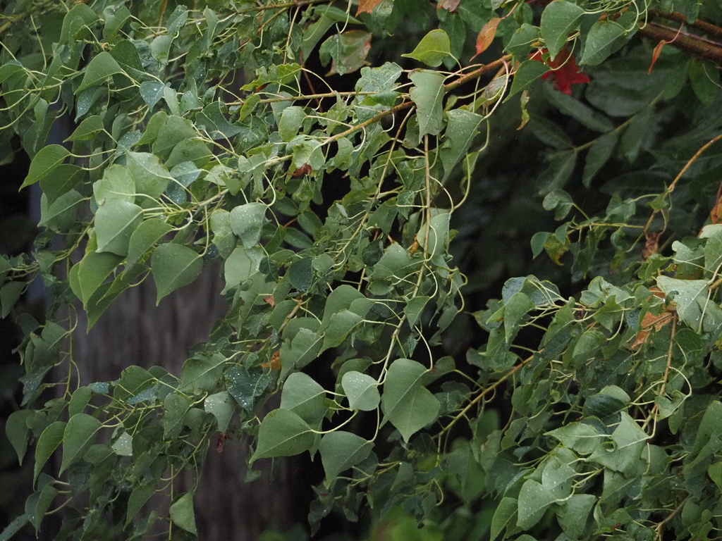 Meaher - Have you seen this tree? The Chinese tallowtree, also known as ...