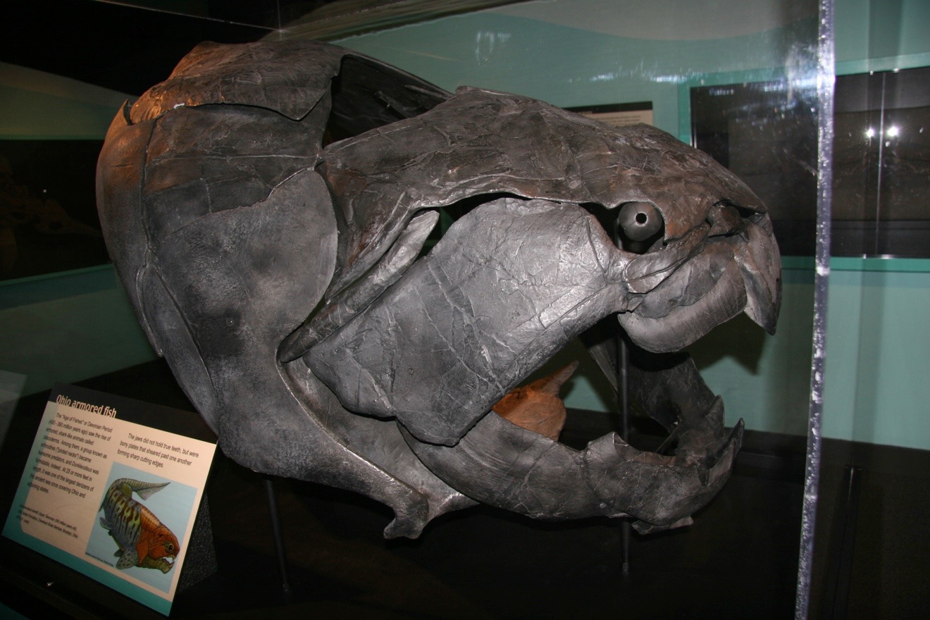 Animales - Este impresionante montaje muestra una réplica del cráneo y ...
