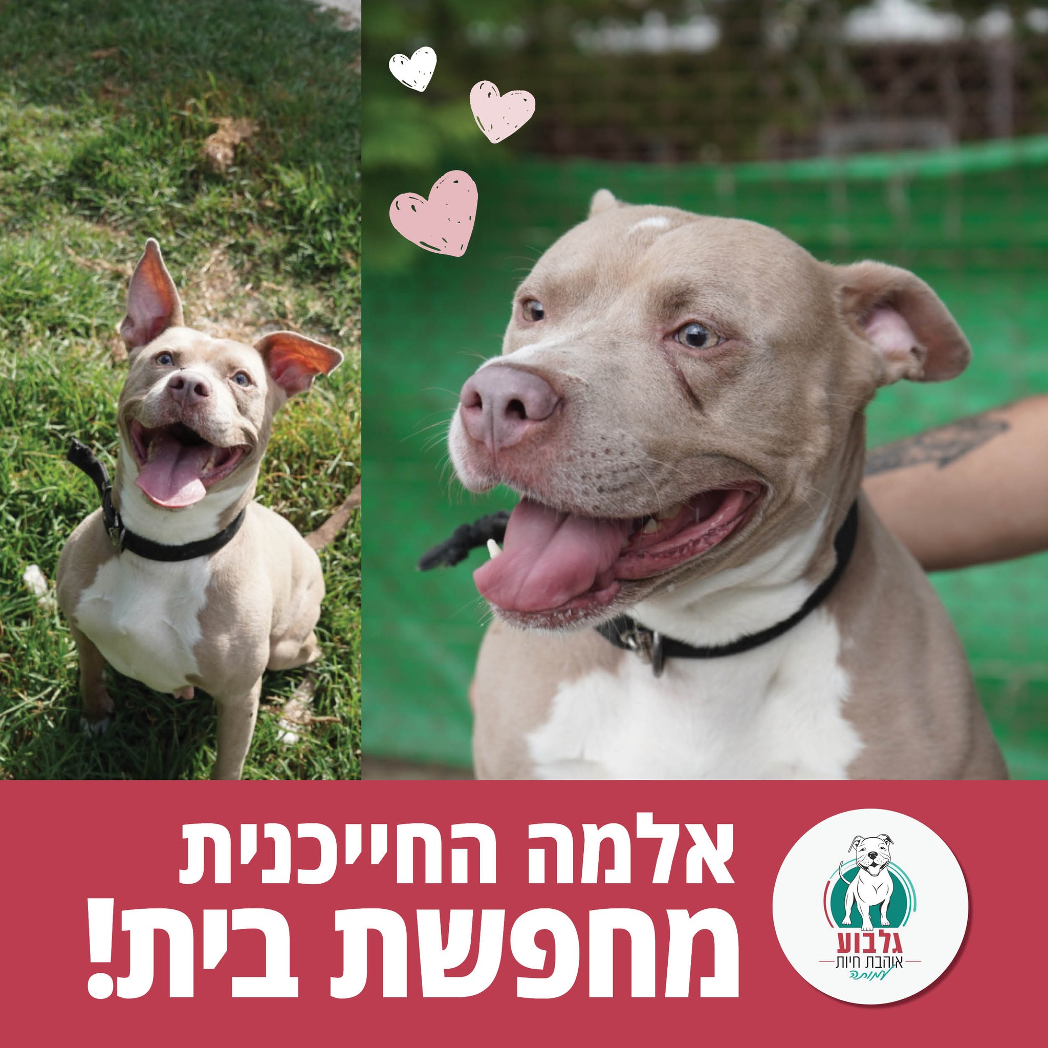 עמותת - תכירו את אלמה! פיטבולית מעורבת קטנה- אנרגטית וחברותית בחייה ...