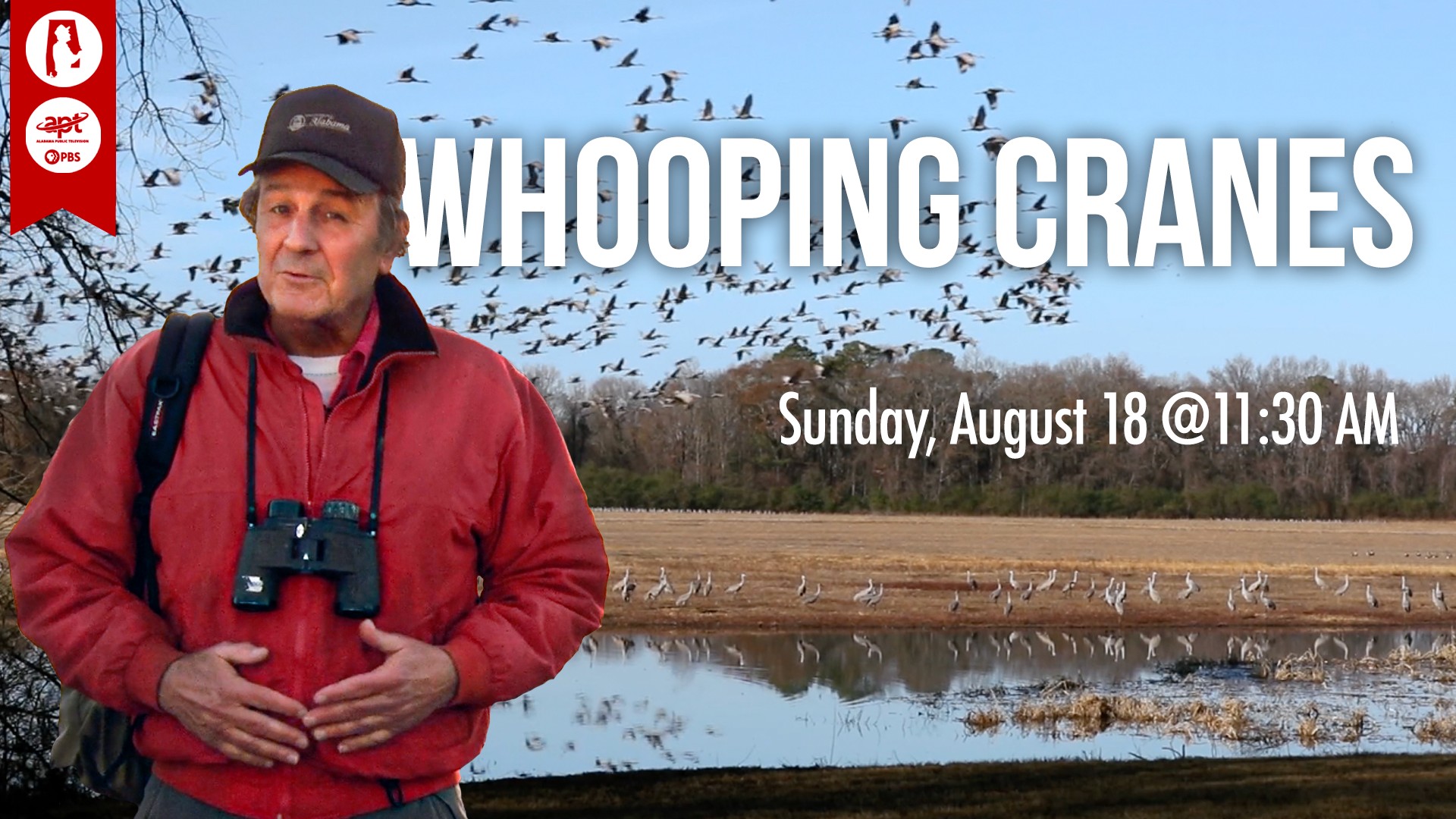 Discovering - Whooping cranes are the rarest of the world's 15 crane ...