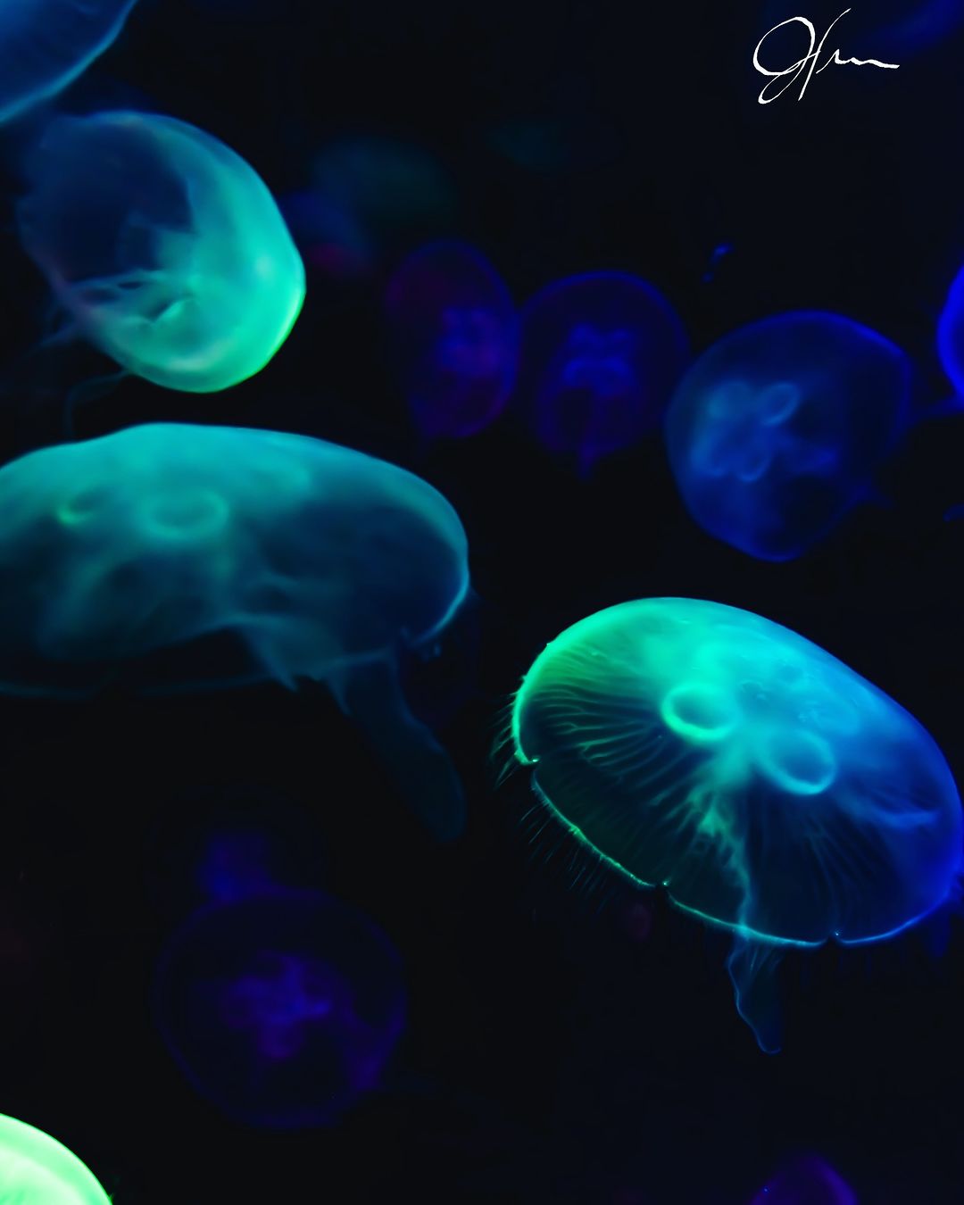Pilgrim Divers - Follow @pilgrim.divers for more!!!! JELLYFISH HELP ...