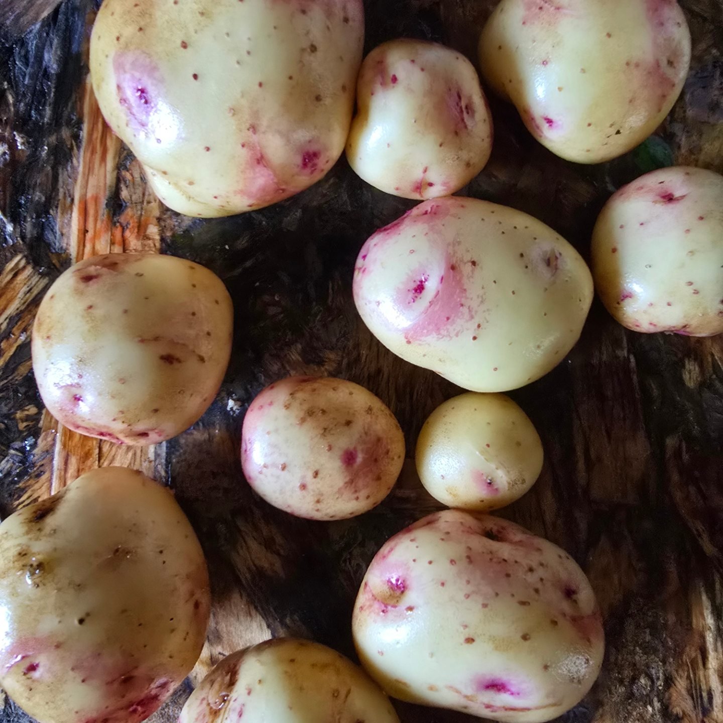 Serenity-Aguatavar - Grow your own spuds the easy way! 🥔 Just stack a ...