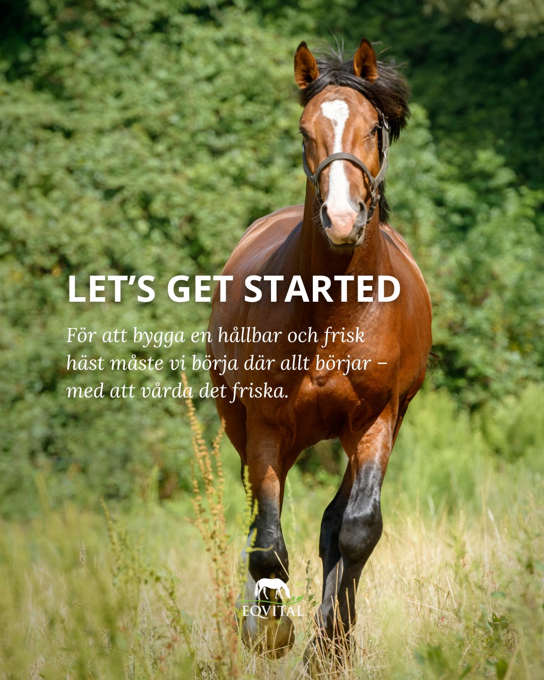 Cama Hoofcare - Cama Hoofcare added a new photo.