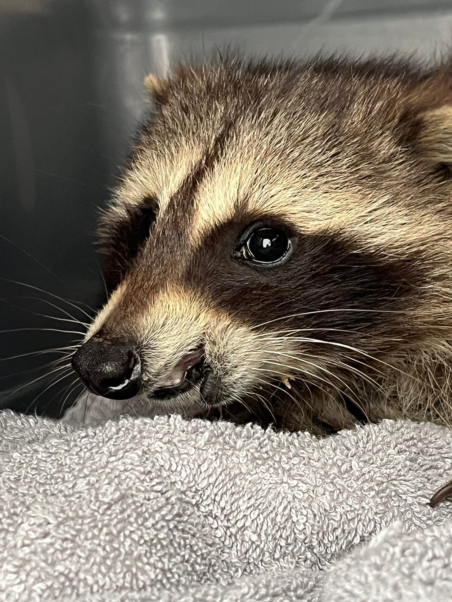 Mally's Third Chance Raccoon Rescue & Rehabilitation Sanctuary - THE ...