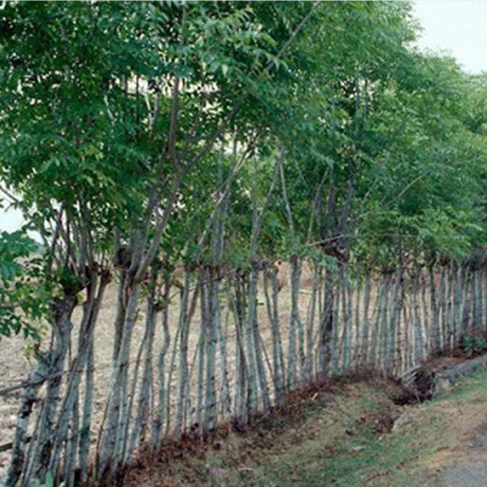 Bio Fencing & Naturally Grown Foods