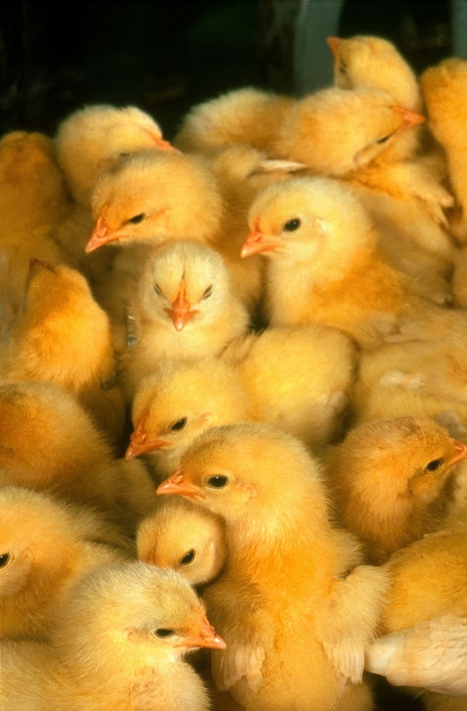 VIP Shahadat Poultry and Hatchery | Rangpur