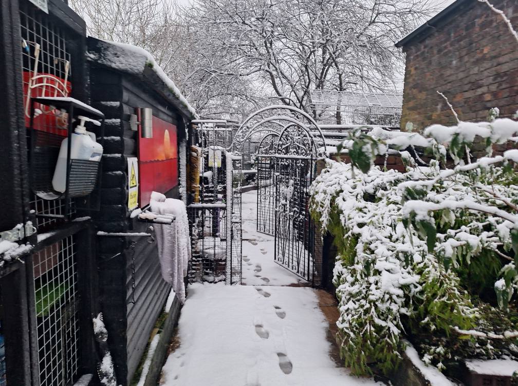 Cat Rescue North West