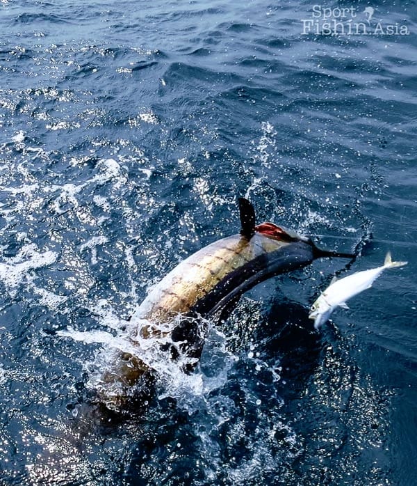 Royal Pahang Billfish International Challenge Posts Facebook