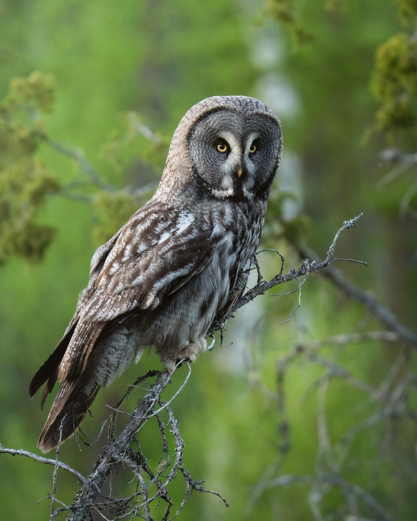 olle-nilsson-wildlife-photography