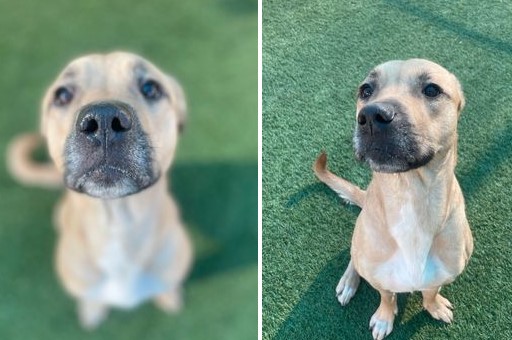 Help save a sweet dog on Staten Island