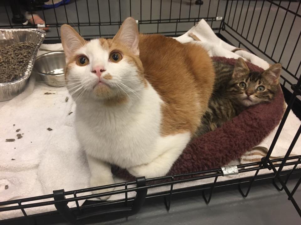Let's... - CARF: The Critical Animal Relief Foundation