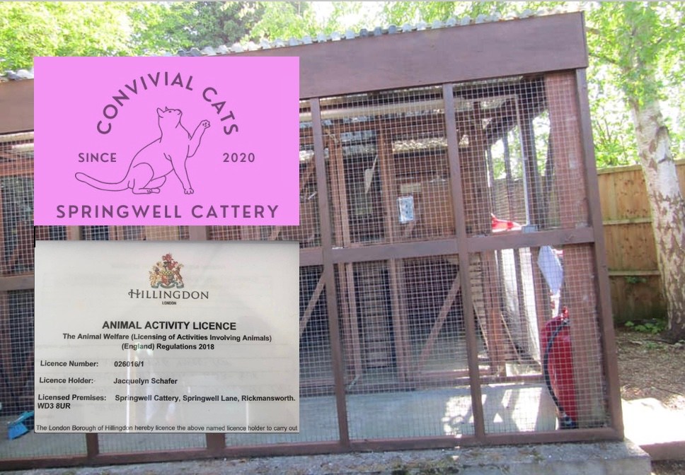 Convivial Cats Springwell Cattery | Facebook