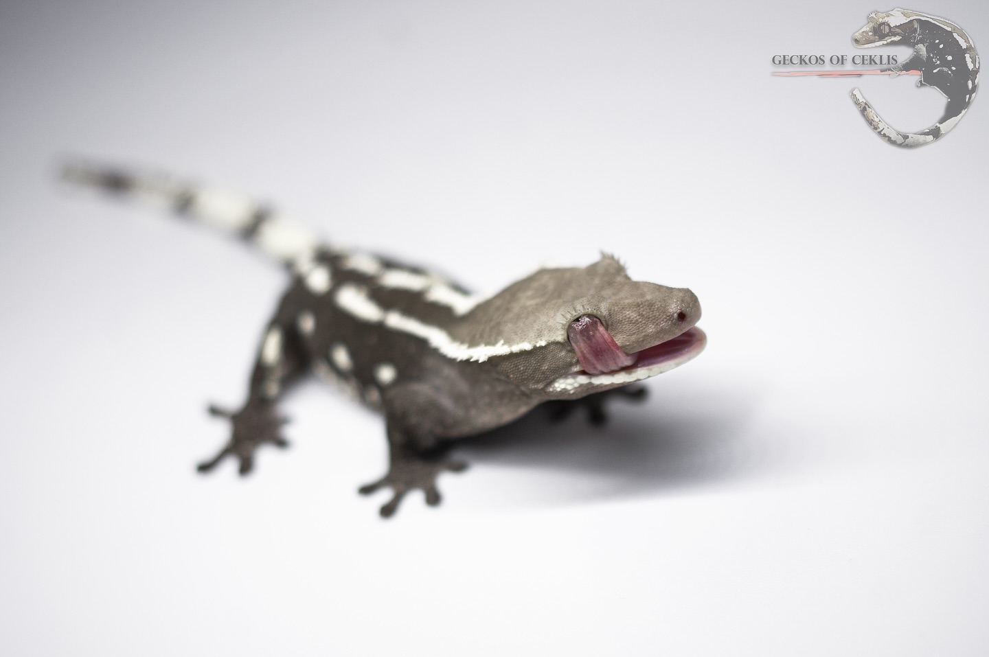 The Reptile Report - A fantastic looking female axanthic crested gecko ...