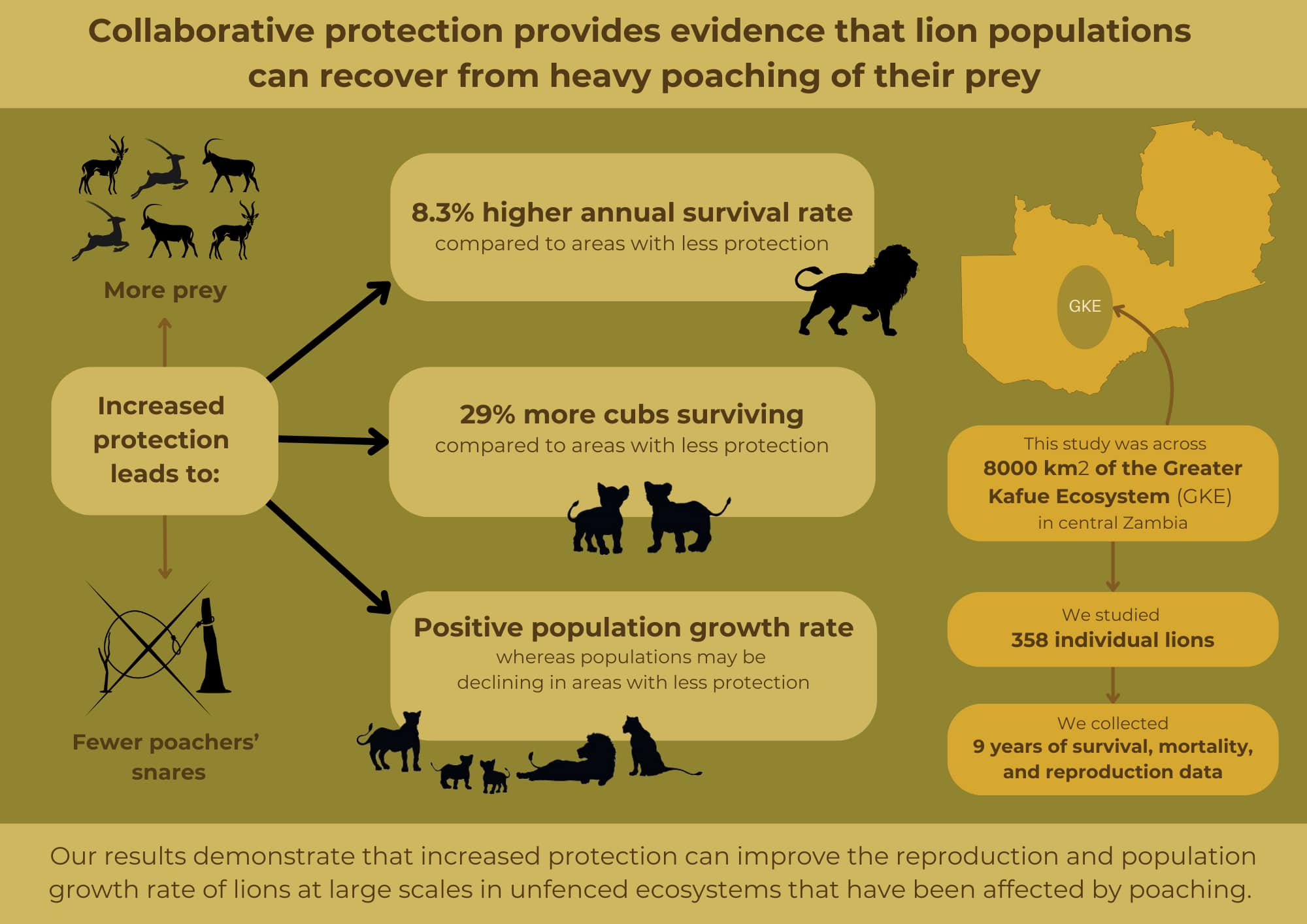 zambian-carnivore-programme