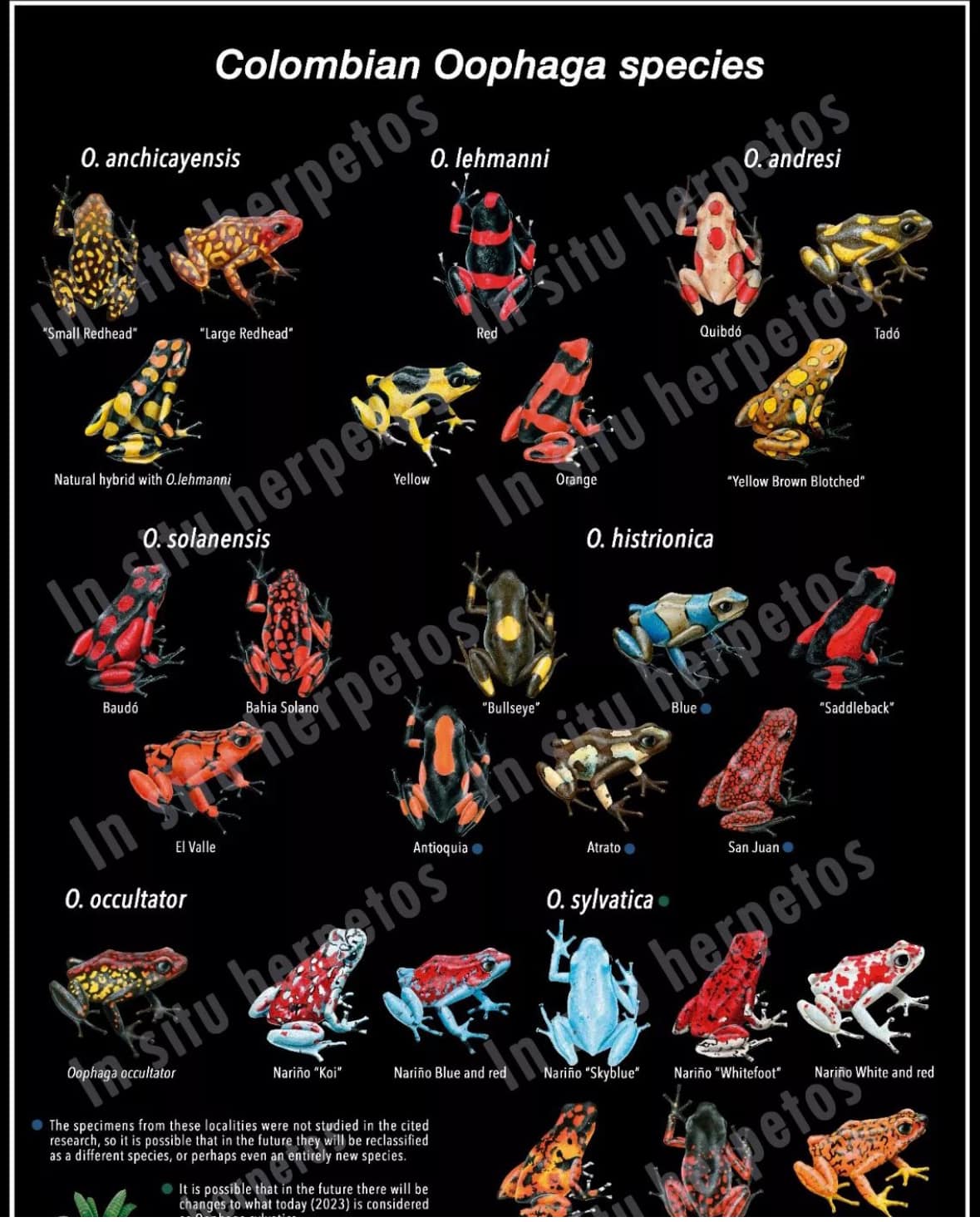 53rd Rayne Frog Festival posters available now