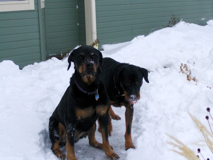 rottweiler puppies