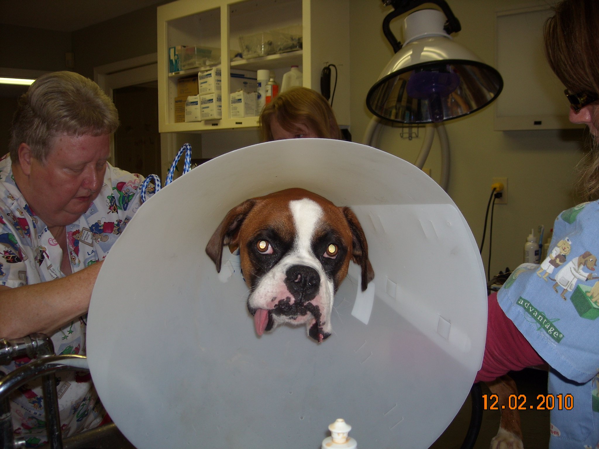 Holmes Veterinary Hospital | Laurens SC