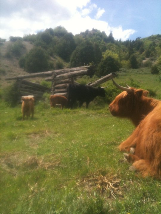 Copper Bar Ranch | Edwards CO