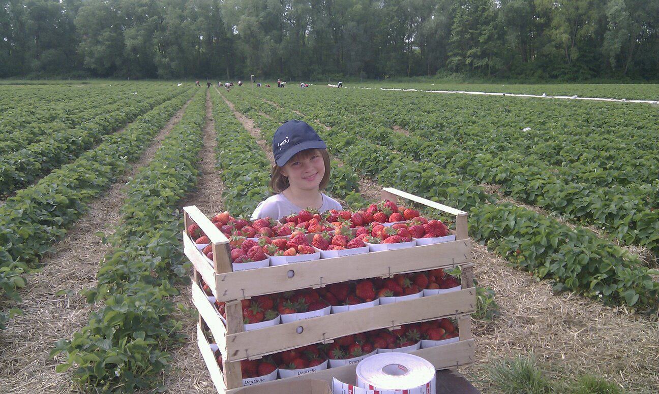 Kinzigheimerhof Ab Sofort Erdbeeren Selbst Pflucken Facebook