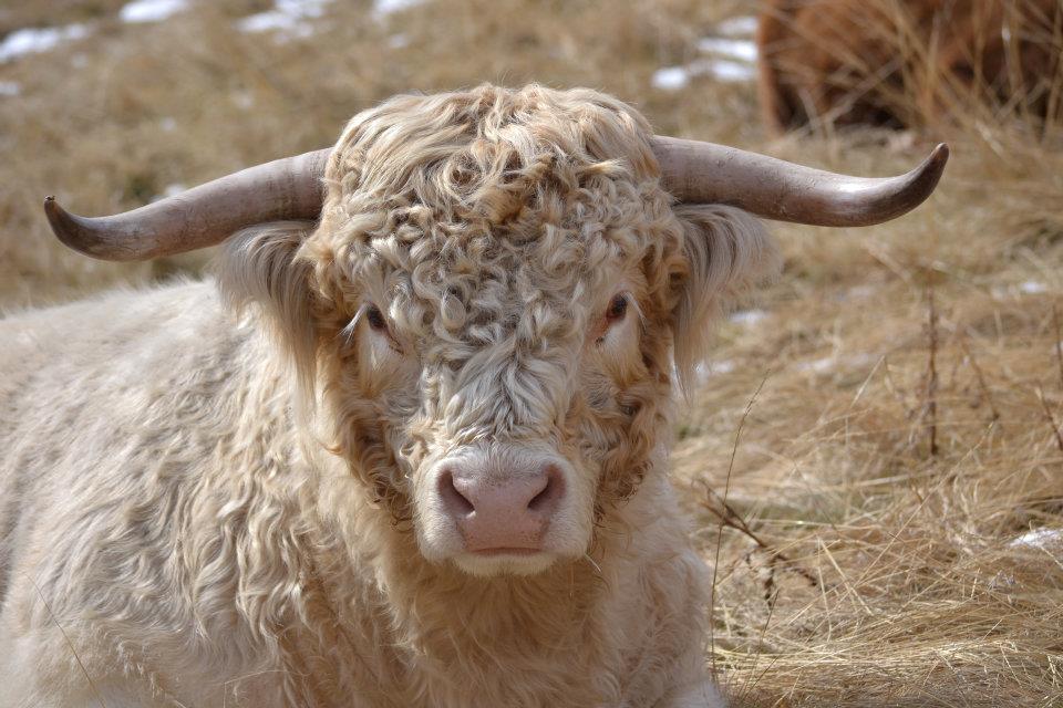 Copper Bar Ranch | Edwards CO