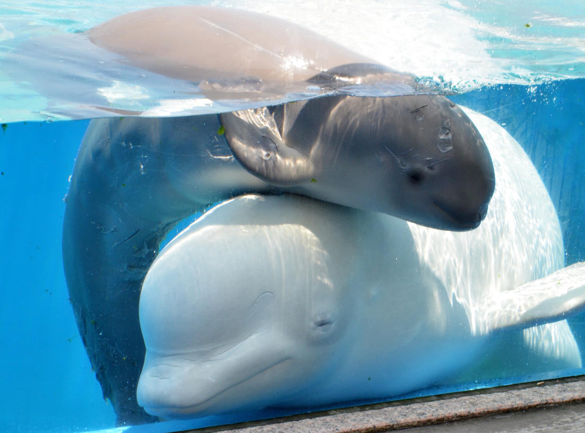 El Nuevo Dia Foto Del Dia Una Ballena Beluga Y Su Cria Se Pasean Juntos En El Aquario Hakkeijima Sea Paradise En Yokohama Tokyo Afp Facebook