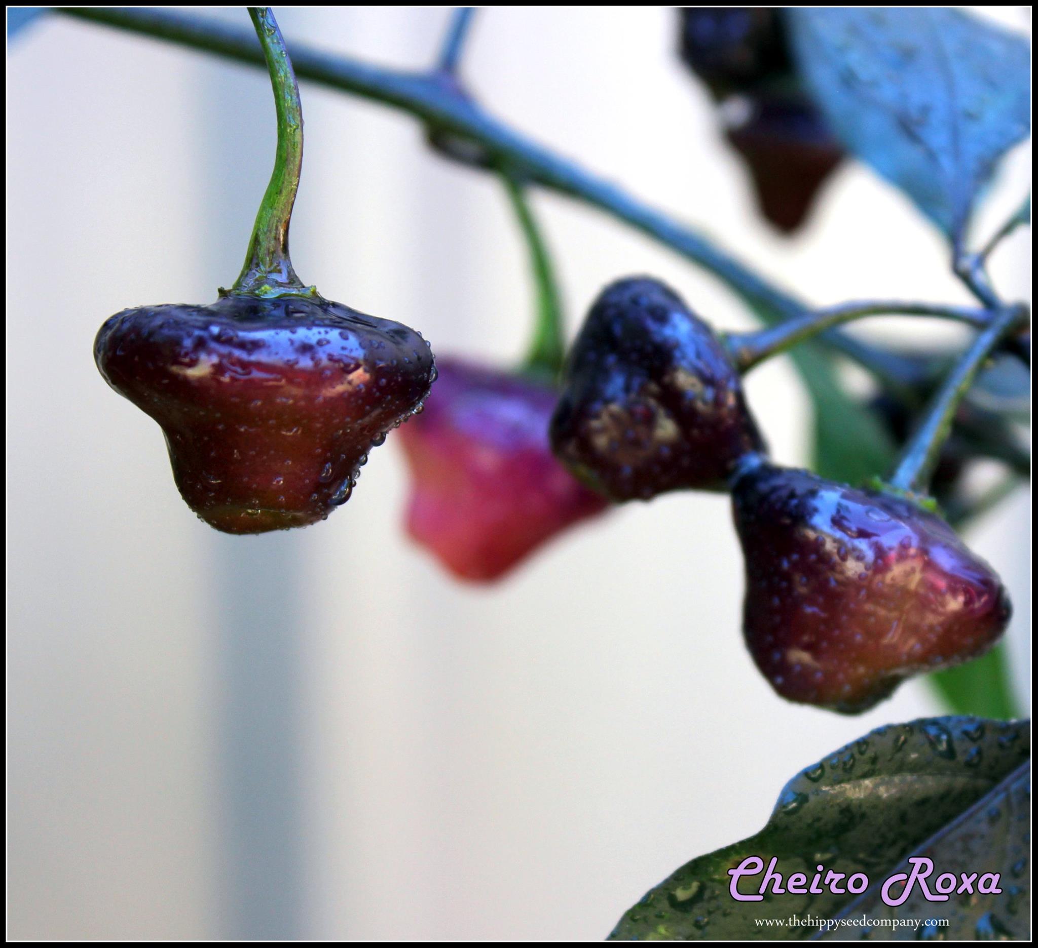 Another Roxa variety - Cheiro... - The Hippy Seed Company