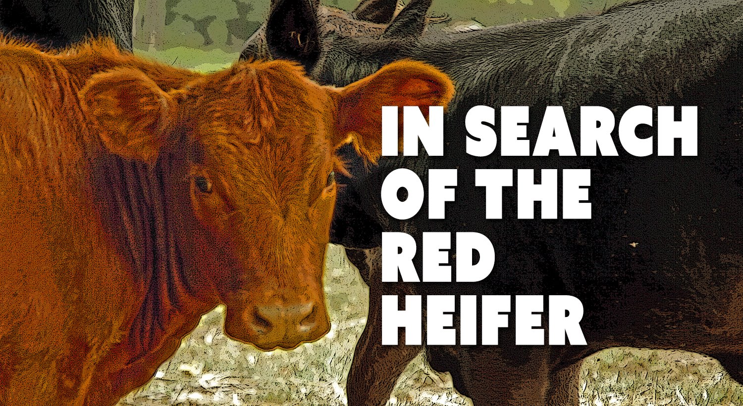 IN SEARCH OF THE RED HEIFER Long... - The Temple Institute